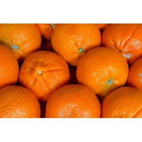 Mandarine ciaculli bio