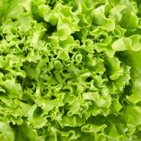 Salade (Bio)