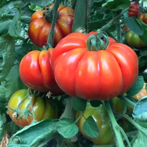 Tomate Marmande bio 500g