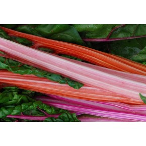 Rhubarbe bio 250g