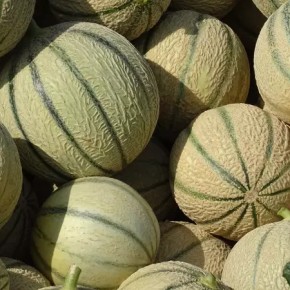 Melon charentais bio env....