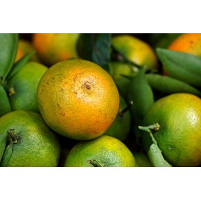 Mandarine Satsuma bio